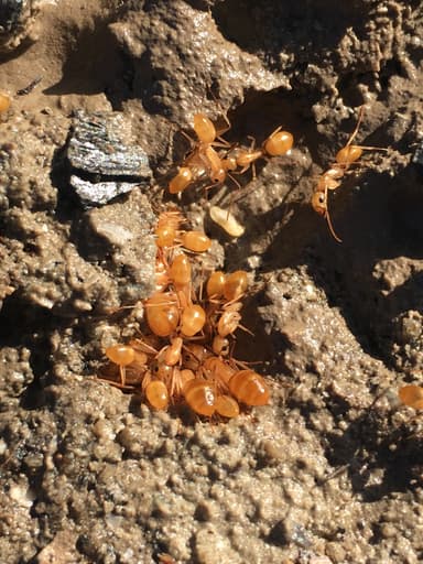 Camponotus fragilis photo 176
