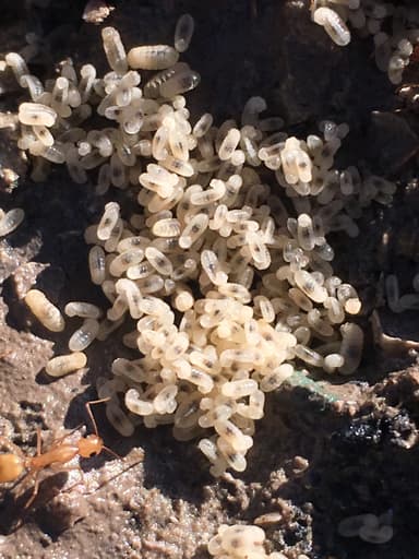 Camponotus fragilis photo 177