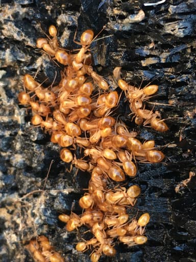 Camponotus fragilis photo 178