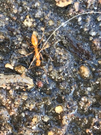 Camponotus fragilis photo 179