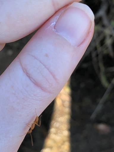 Camponotus fragilis photo 180