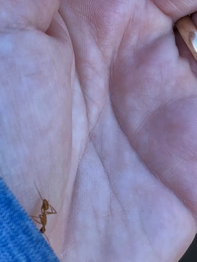Camponotus fragilis photo 181