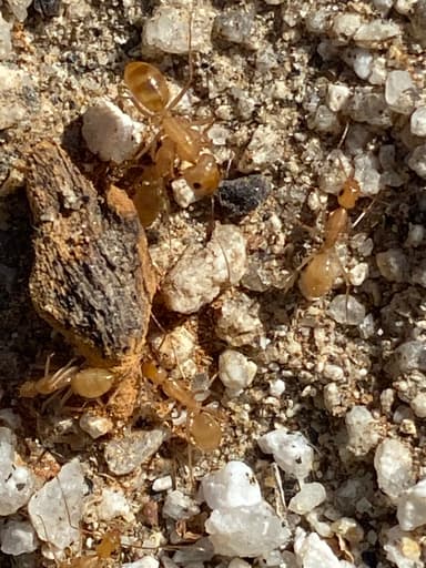 Camponotus fragilis photo 183