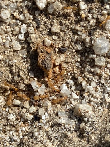 Camponotus fragilis photo 184