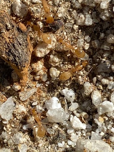 Camponotus fragilis photo 185