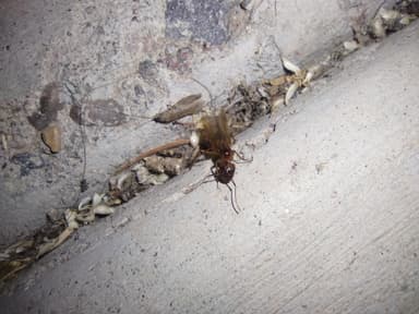 Camponotus fragilis — queen photo 187