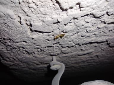 Camponotus fragilis photo 188