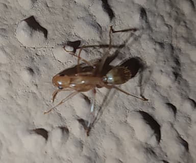 Camponotus fragilis photo 189