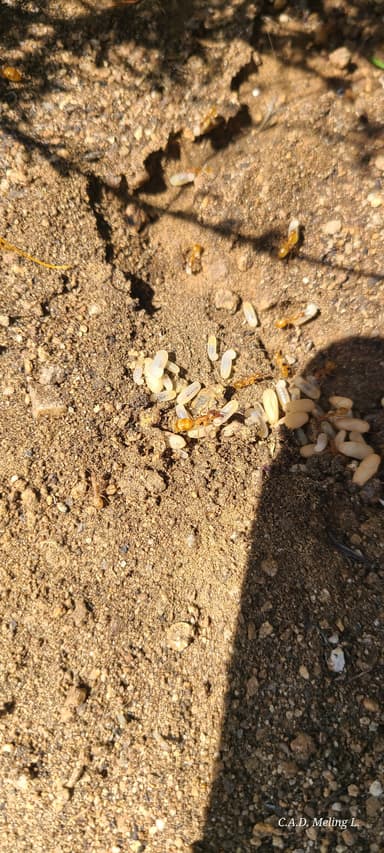 Camponotus fragilis photo 190