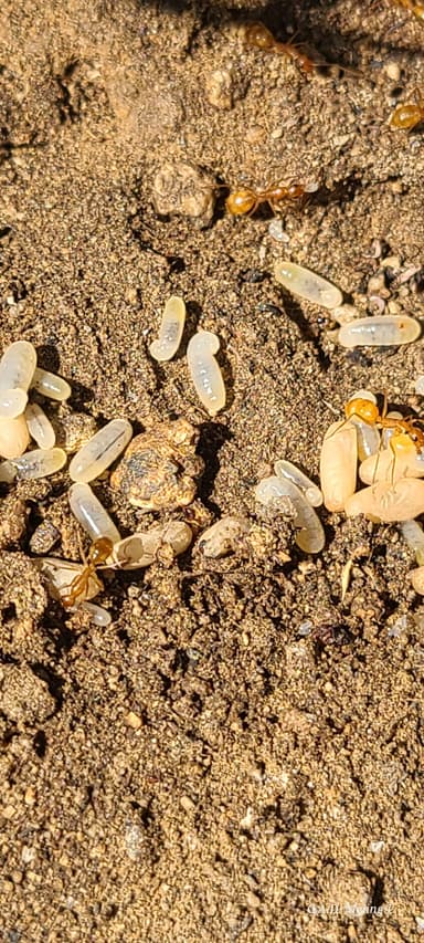 Camponotus fragilis photo 191