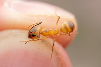 Camponotus fragilis photo 192