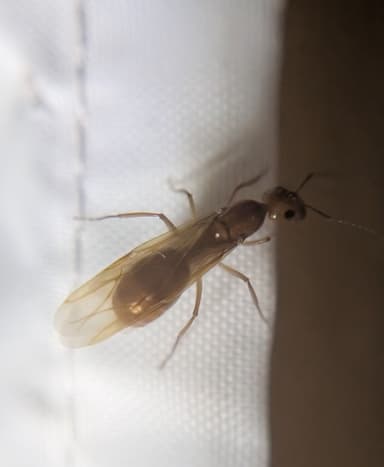 Camponotus fragilis photo 193
