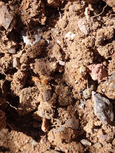Camponotus fragilis photo 194