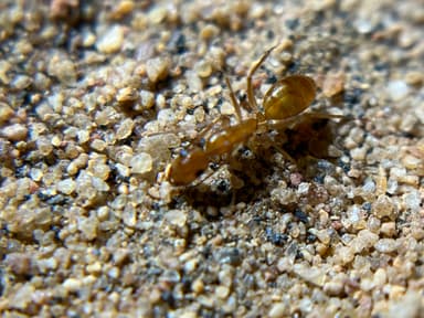 Camponotus fragilis photo 195