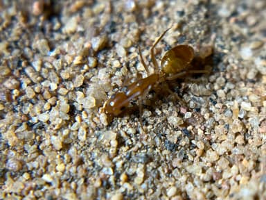 Camponotus fragilis photo 196