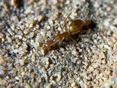 Camponotus fragilis photo 197