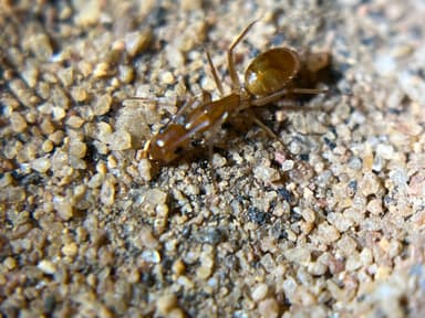 Camponotus fragilis photo 198