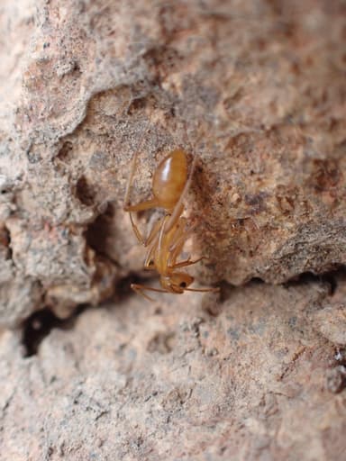 Camponotus fragilis photo 199