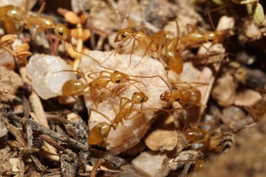 Camponotus fragilis photo 200