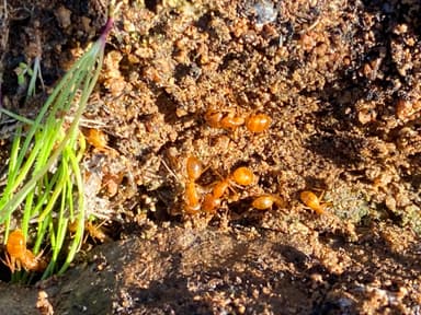 Camponotus fragilis photo 201
