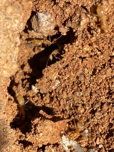 Camponotus fragilis photo 203