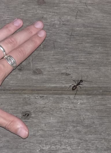 Camponotus gigas photo 18