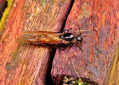 Camponotus gigas photo 21