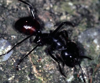 Camponotus gigas photo 7