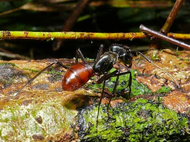 Camponotus gigas photo 10