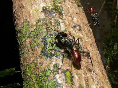 Camponotus gigas photo 11