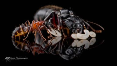 Camponotus herculeanus photo 1