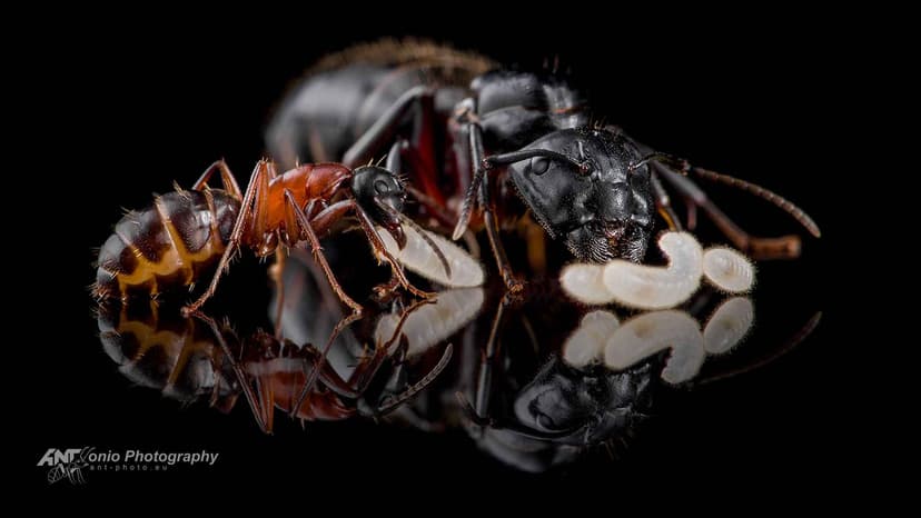 Camponotus herculeanus photo 1