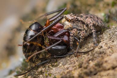 Camponotus herculeanus photo 111