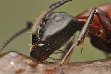 Camponotus herculeanus photo 112