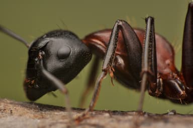 Camponotus herculeanus photo 113