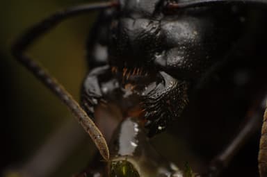 Camponotus herculeanus photo 114