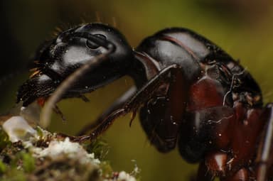 Camponotus herculeanus photo 115