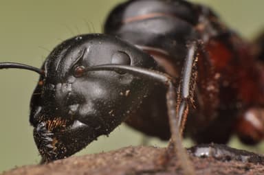 Camponotus herculeanus photo 116