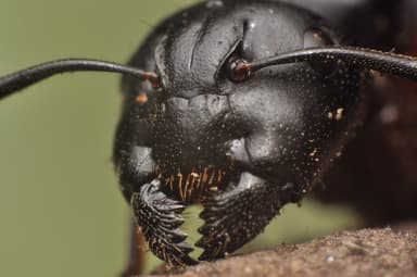 Camponotus herculeanus photo 117