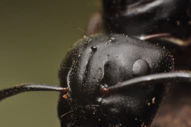 Camponotus herculeanus photo 118