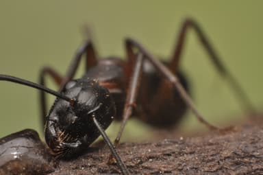Camponotus herculeanus photo 119