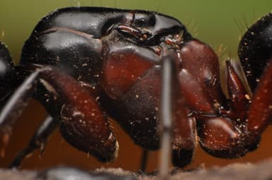 Camponotus herculeanus photo 121