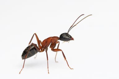 Camponotus herculeanus photo 122