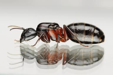 Camponotus herculeanus photo 123