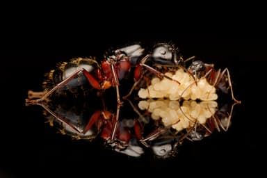 Camponotus herculeanus photo 124