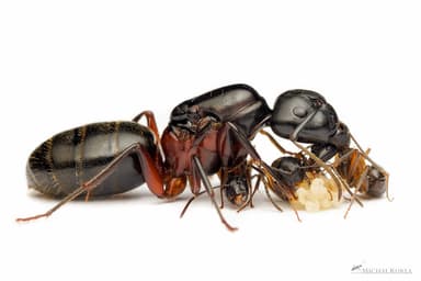 Camponotus herculeanus photo 125