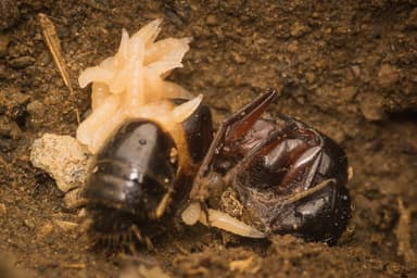 Camponotus herculeanus — colony photo 126