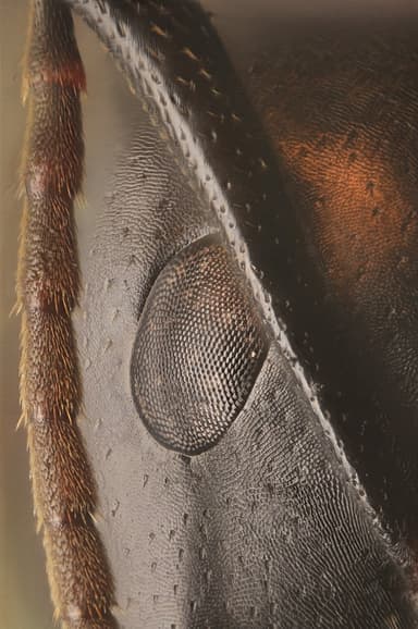 Camponotus herculeanus photo 127
