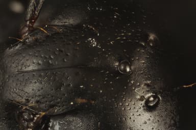 Camponotus herculeanus photo 128