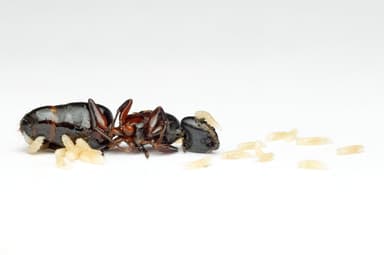 Camponotus herculeanus — queen photo 129